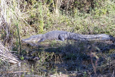 Alligator Aransas NP 2023